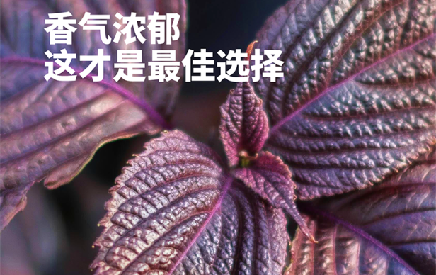 蛙来哒