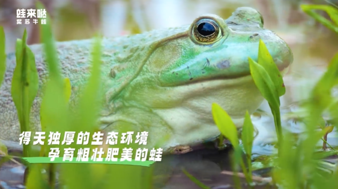 蛙来哒