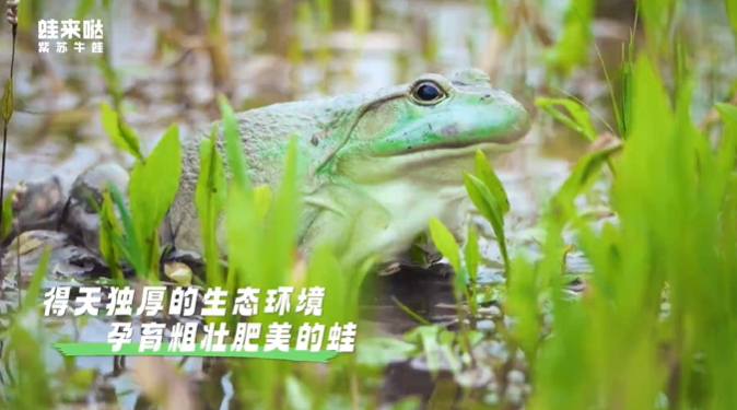 蛙来哒 蛙来哒